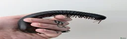 Millipedes invertebrates for sale: Giant Millipede for sale with encloser included  - Advert 2