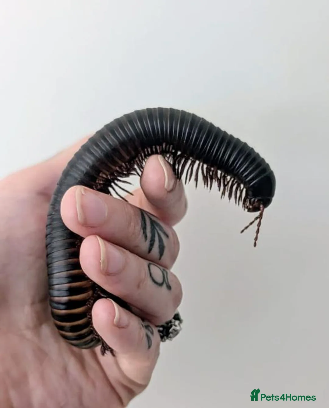 Millipedes invertebrates for sale: Giant Millipede for sale with encloser included  - Advert 2