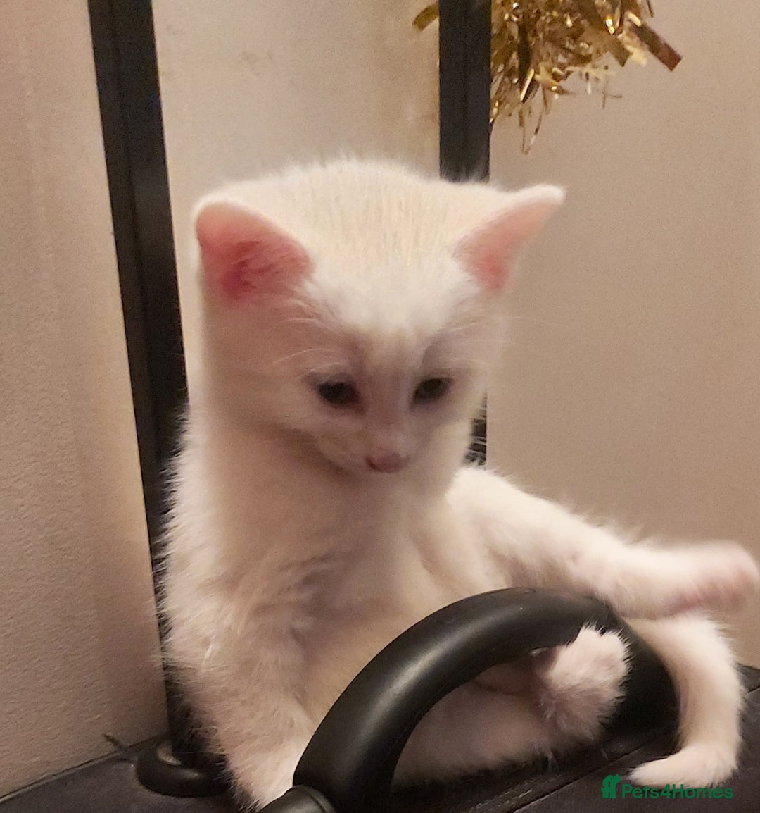 Mixed Breed cats for sale: 1 white, ginger and caramac kitten  - Advert 6