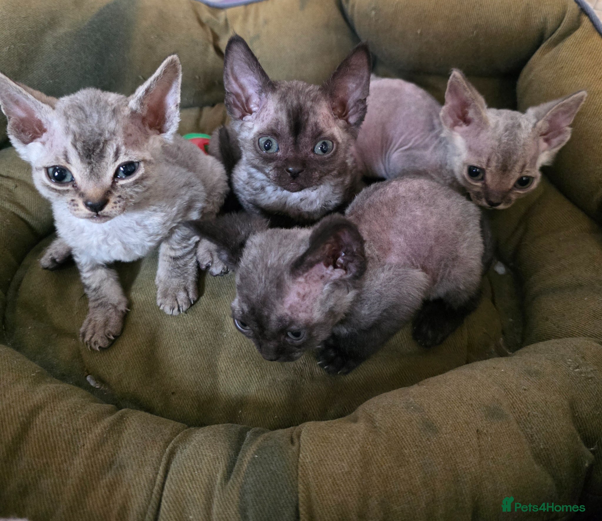 Devon Rex cats Pedigree TICA Registered Devon Rex - Advert 1