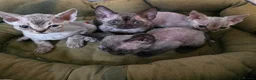 Devon Rex cats for sale: Pedigree TICA Registered Devon Rex - Advert 1