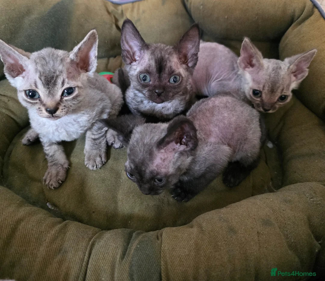Devon Rex cats for sale: Pedigree TICA Registered Devon Rex - Advert 1