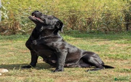 Labrador Retriever dogs for sale: FULLY HEALTH TESTED PARENTS,Smart,Tidy Lab Puppies - Image 16