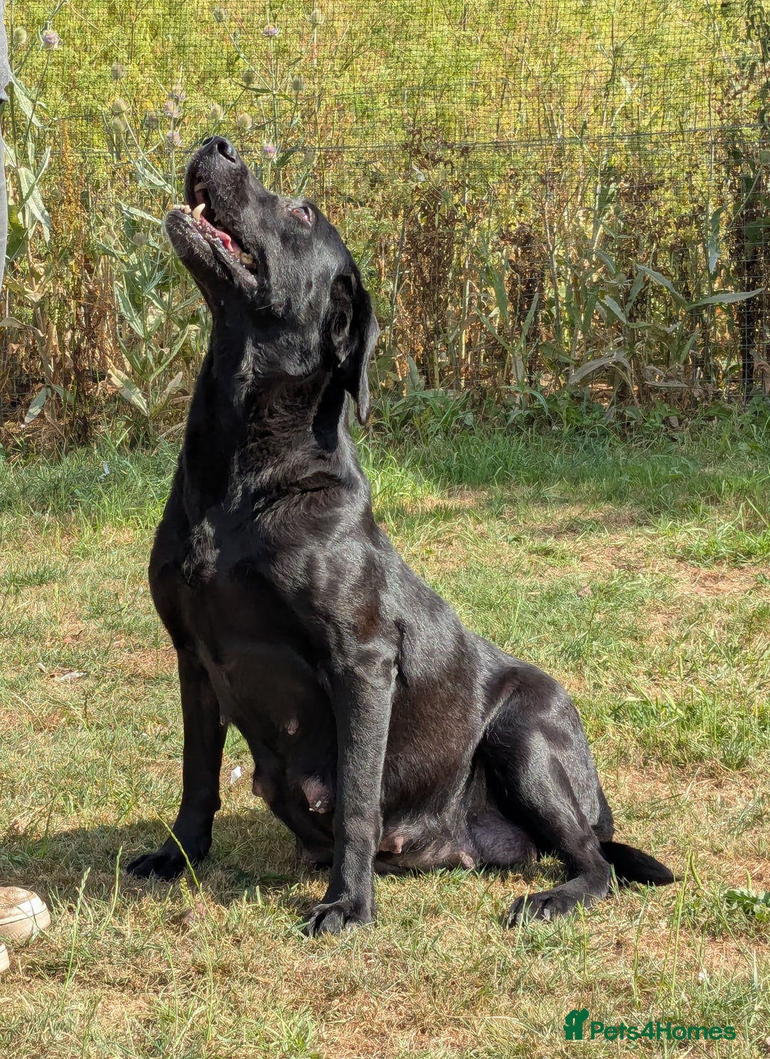 Labrador Retriever dogs for sale: FULLY HEALTH TESTED PARENTS,Smart,Tidy Lab Puppies - Image 16