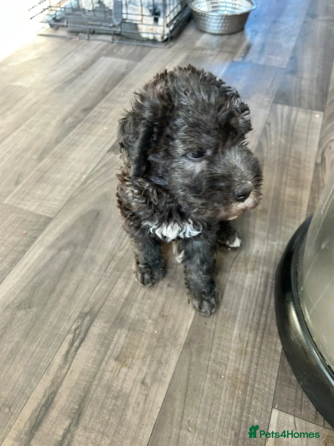 Bedlington Terrier dogs for sale: Bedlington terrier puppy CT clear - Advert 2