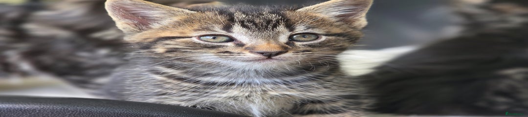 Mixed Breed Kitten 3