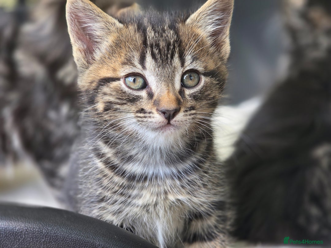 Mixed Breed cats for sale: Kittens for sale (NEED GONE ASAP) - Image 7