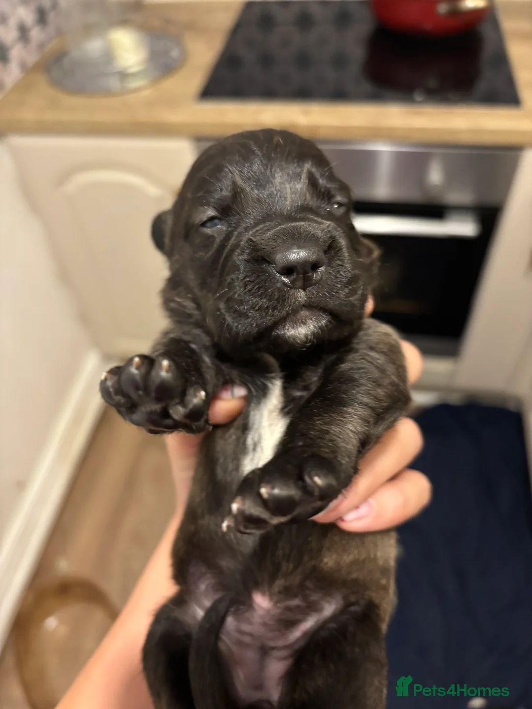 Mixed Breed dogs for sale: Spaniel x staffy puppies  - Advert 8