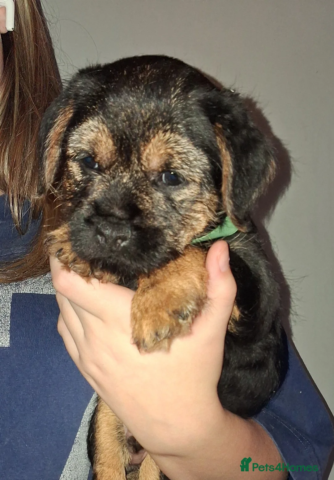 Border Terrier dogs for sale: Kc Reg Border Terrier Puppies  - Advert 8