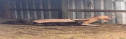 Goats livestock for sale: Goldern Gurnsey/Bagot - Advert 4