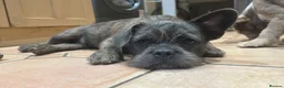 French Bulldog dogs for sale: Final reduction- last two micro pups - Advert 5