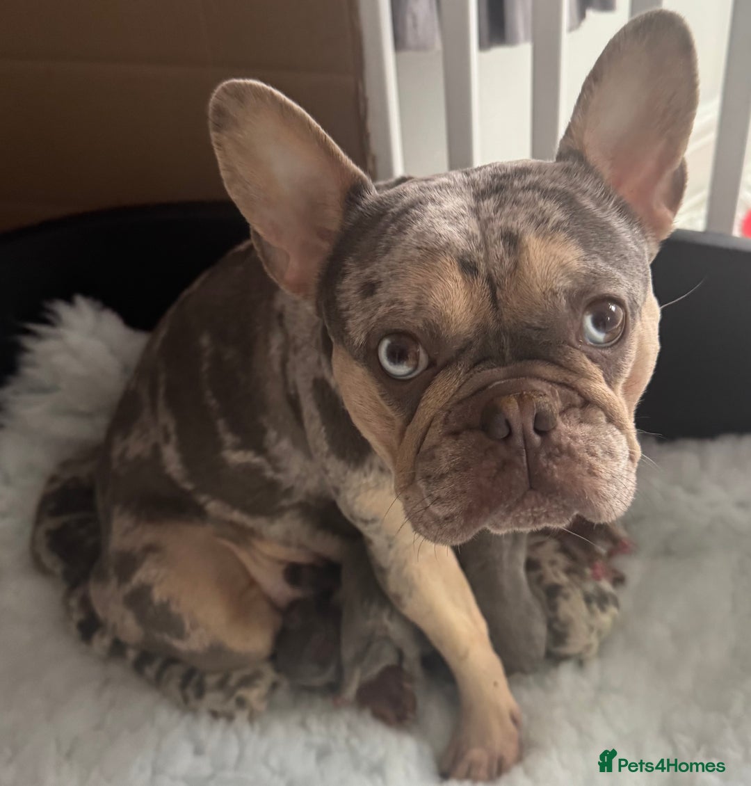 French Bulldog dogs for sale: Out standing french bulldogs merles carry fluffy - Advert 1