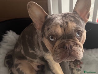 French Bulldog dogs Out standing french bulldogs merles carry fluffy - Advert 4