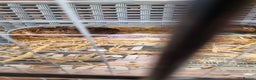 Quail poultry for sale: Cortinoux quails  - Advert 8