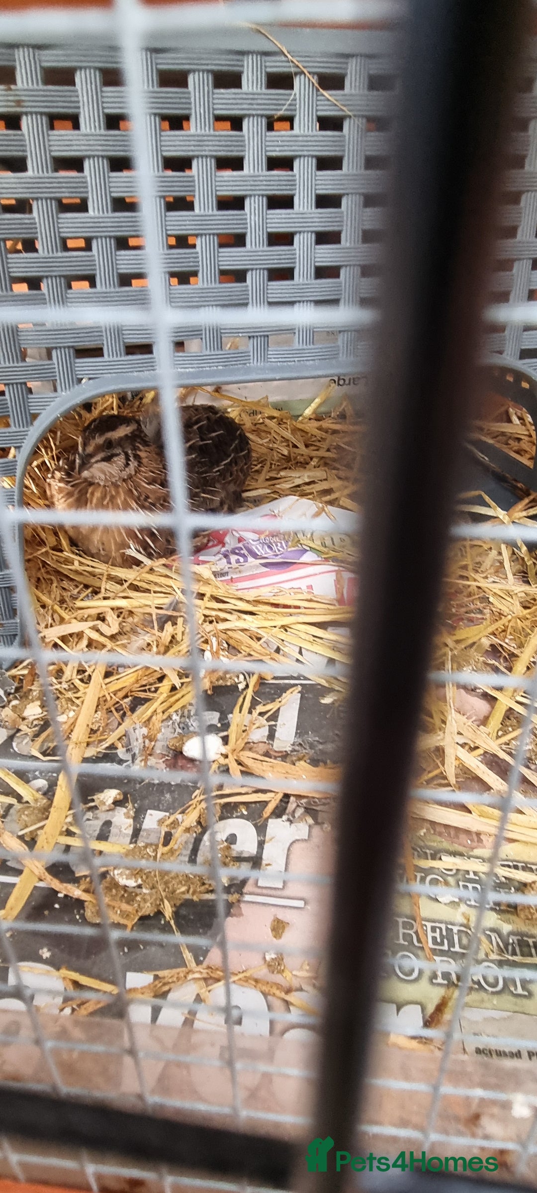 Quail poultry for sale: Cortinoux quails  - Advert 8