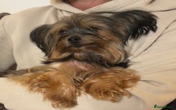 Yorkshire Terrier dogs for sale: ♥️ 2 Yorkshire Terrier girls ♥️  - Image 17