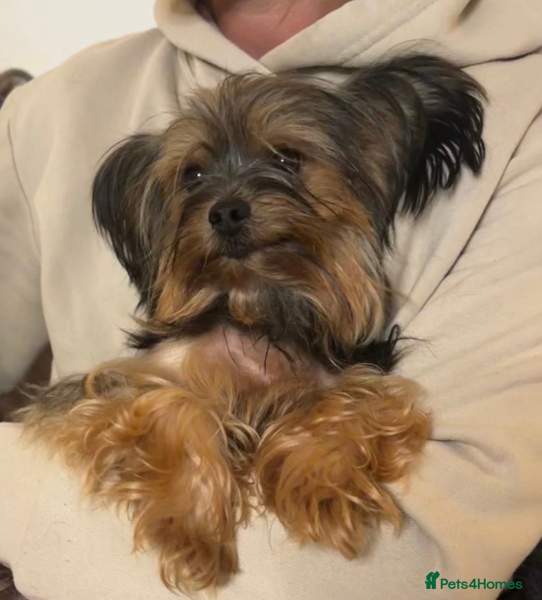 Yorkshire Terrier dogs for sale: ♥️ 2 Yorkshire Terrier girls ♥️  - Image 17