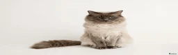 Ragdoll cats for stud: Chocolate carrier blue point Ragdoll Stud - Advert 4