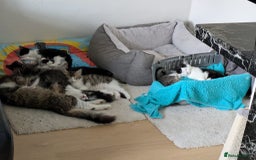 Domestic Shorthair cats for sale: Kind Homes Only – 4 Beautiful Healthy Kittens in Edgware - Image 33