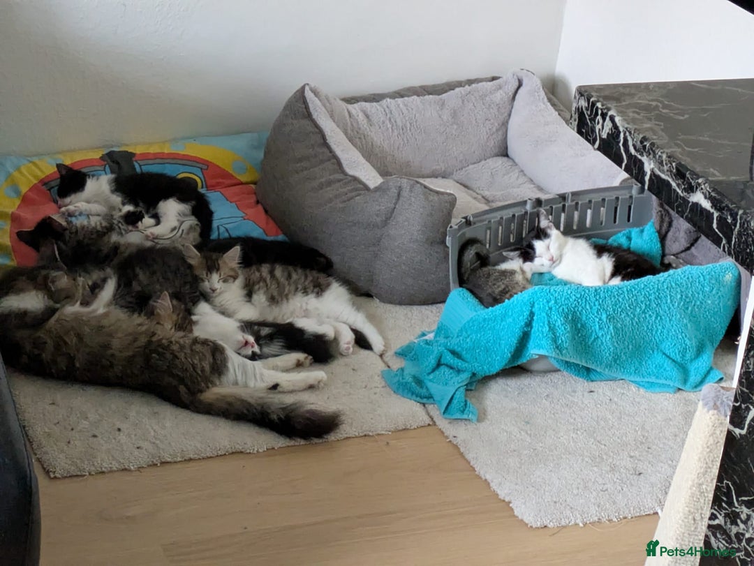 Domestic Shorthair cats for sale: Kind Homes Only – 4 Beautiful Healthy Kittens in Edgware - Image 33