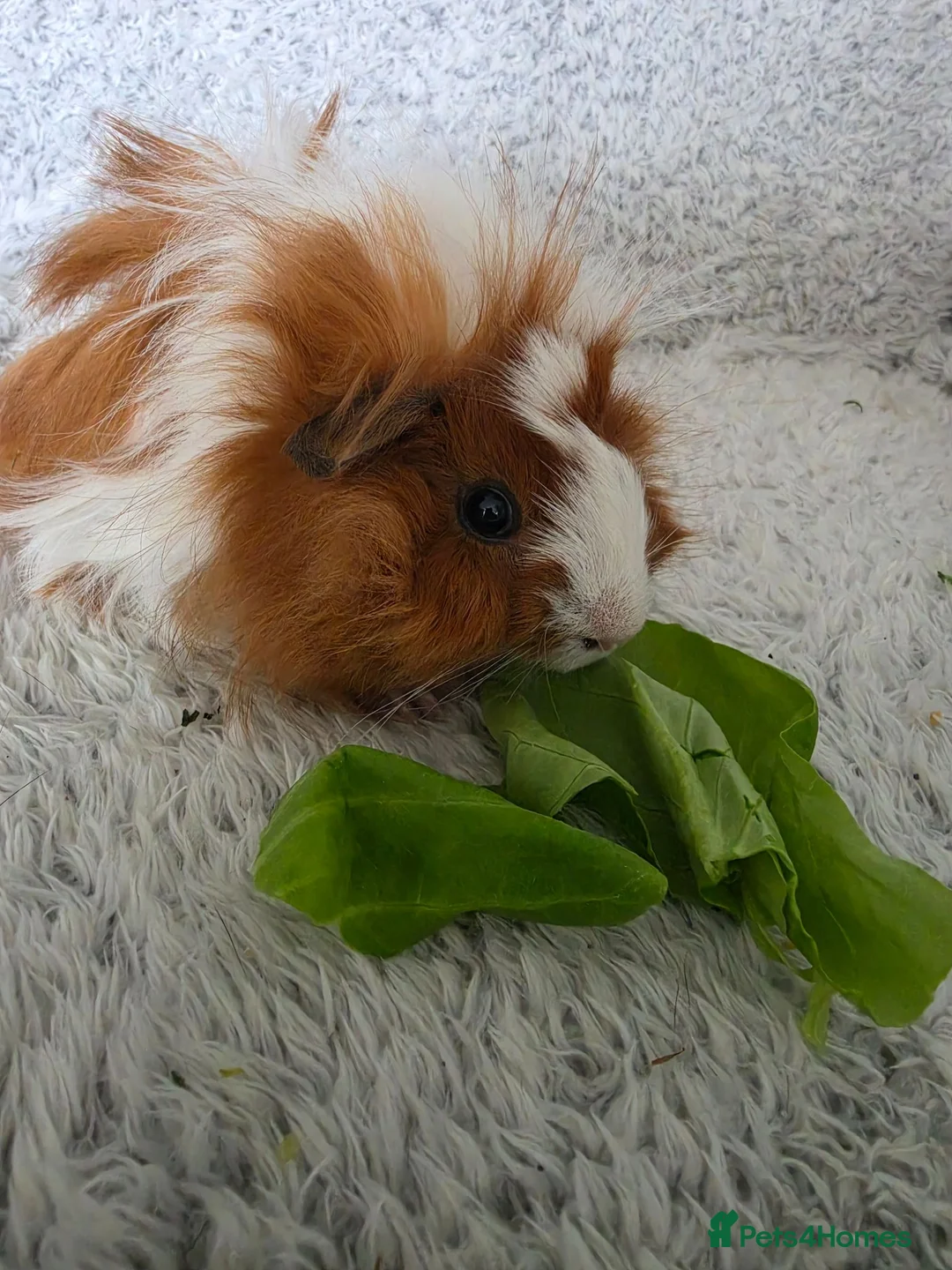 Guinea Pig rodents for sale: 2 boys rtl. - Advert 1