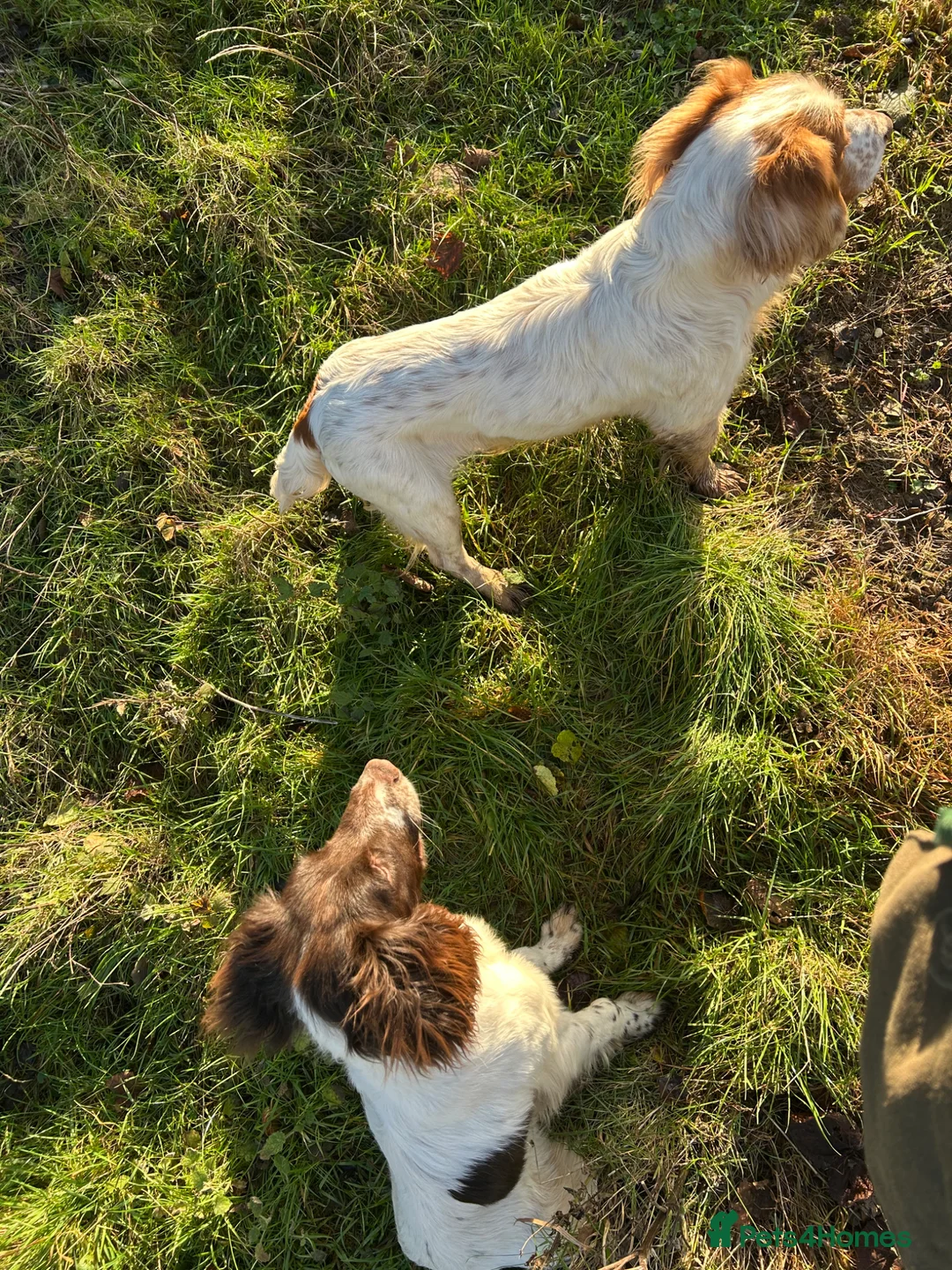 English Springer Spaniel dogs for stud: ✨Elegant Eddie✨ - Advert 2