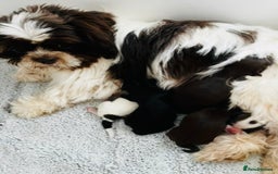 Shih Tzu dogs for sale: 🌟OUTSTANDING MALSHIPOO LITTER🌟Ready from 4/10/25 - Image 16