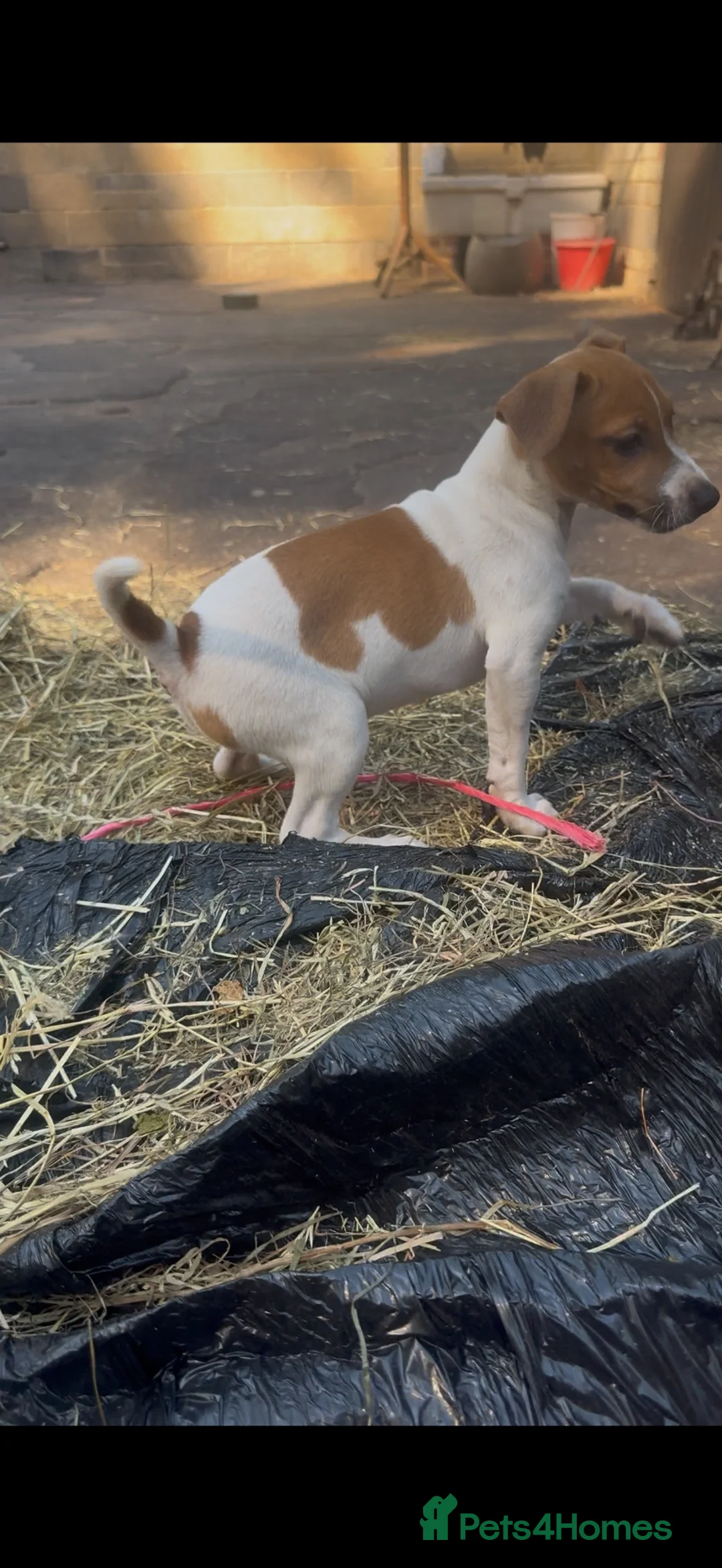 Jack Russell dogs for sale: Tri coloured jack Russell pups  - Advert 2