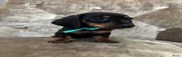 Miniature Dachshund dogs for sale: Miniature dachshunds  in Runcorn - Advert 6