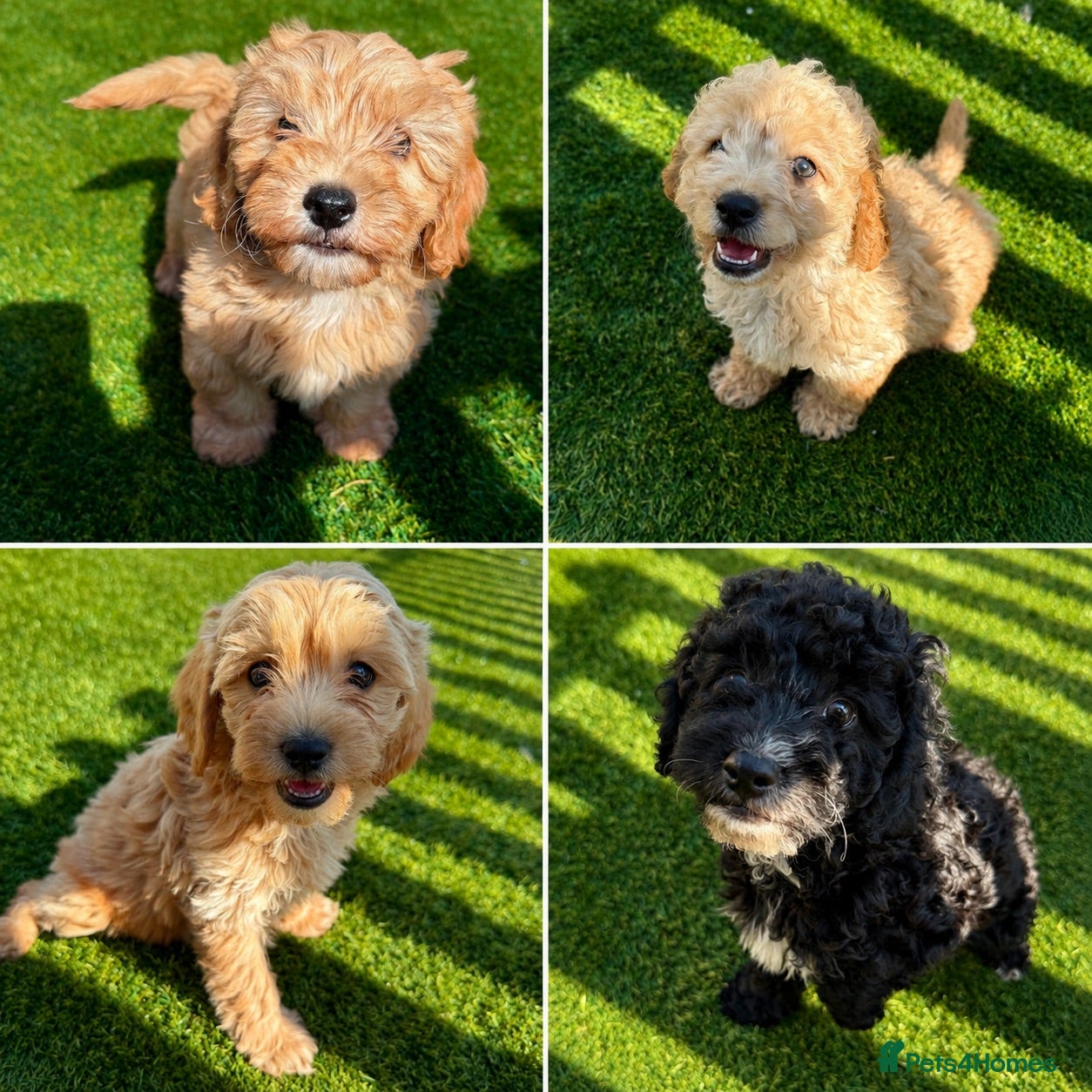 Cavapoo dogs Adorable F1B Cavapoo puppies PRA CLEAR! - Advert 17