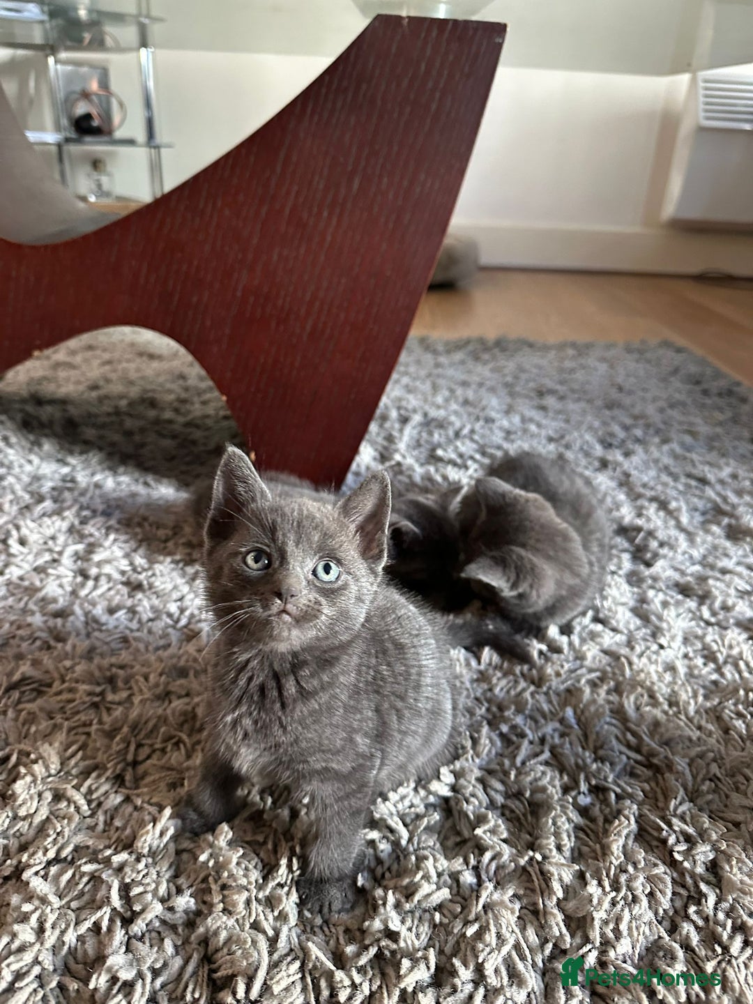 Russian Blue cats for sale: Adorable Silver Grey Russian blue kittens - Image 2