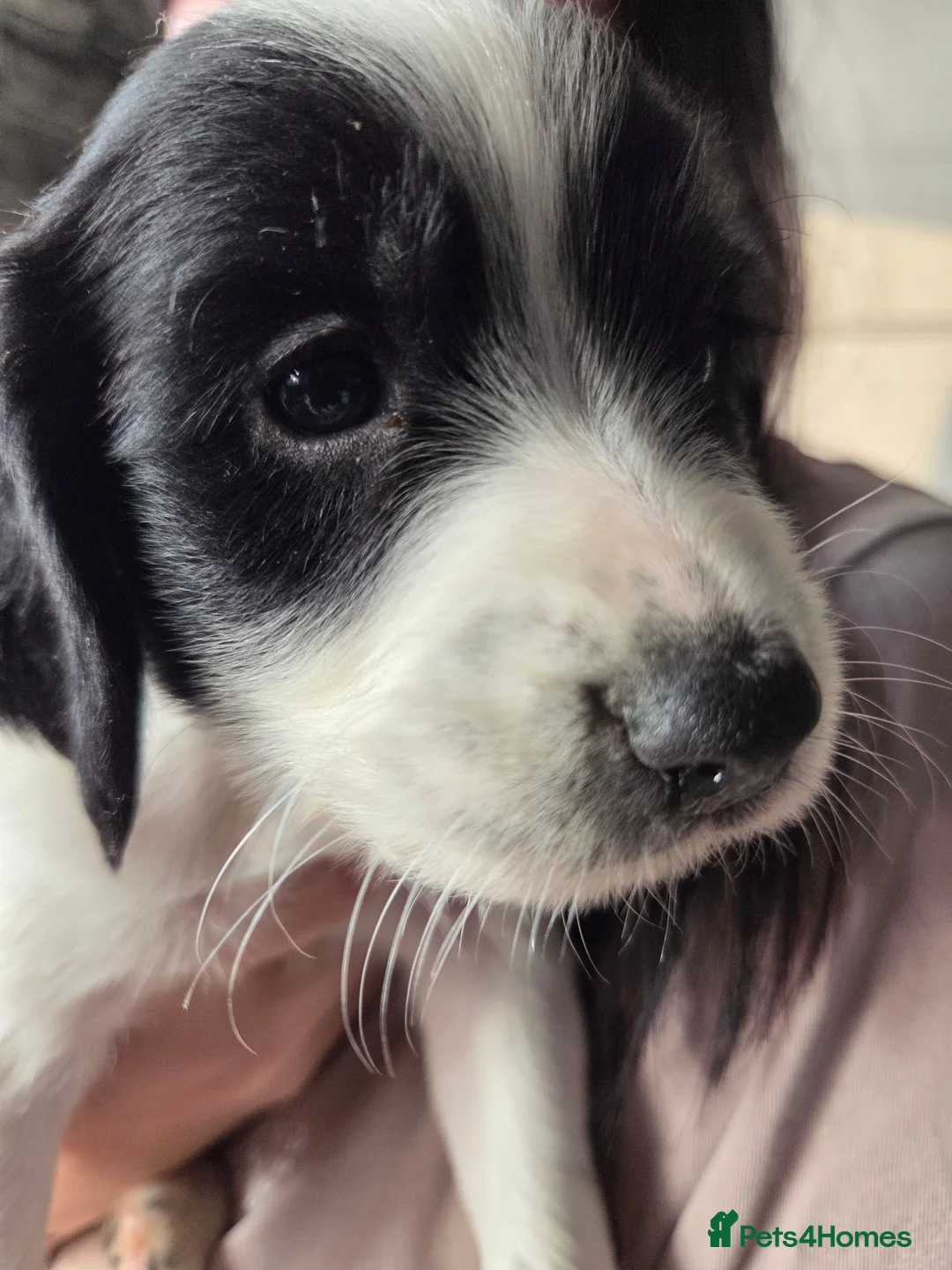 Cocker Spaniel dogs for sale: Puppys in Norwich - Advert 2
