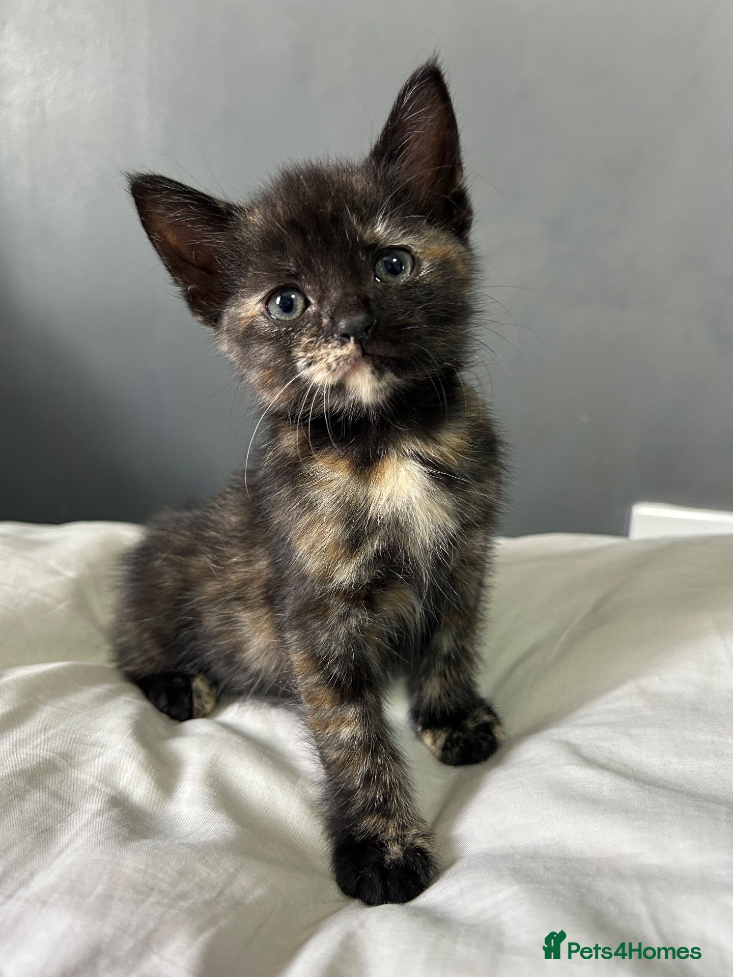Mixed Breed cats Kittens  - Advert 13