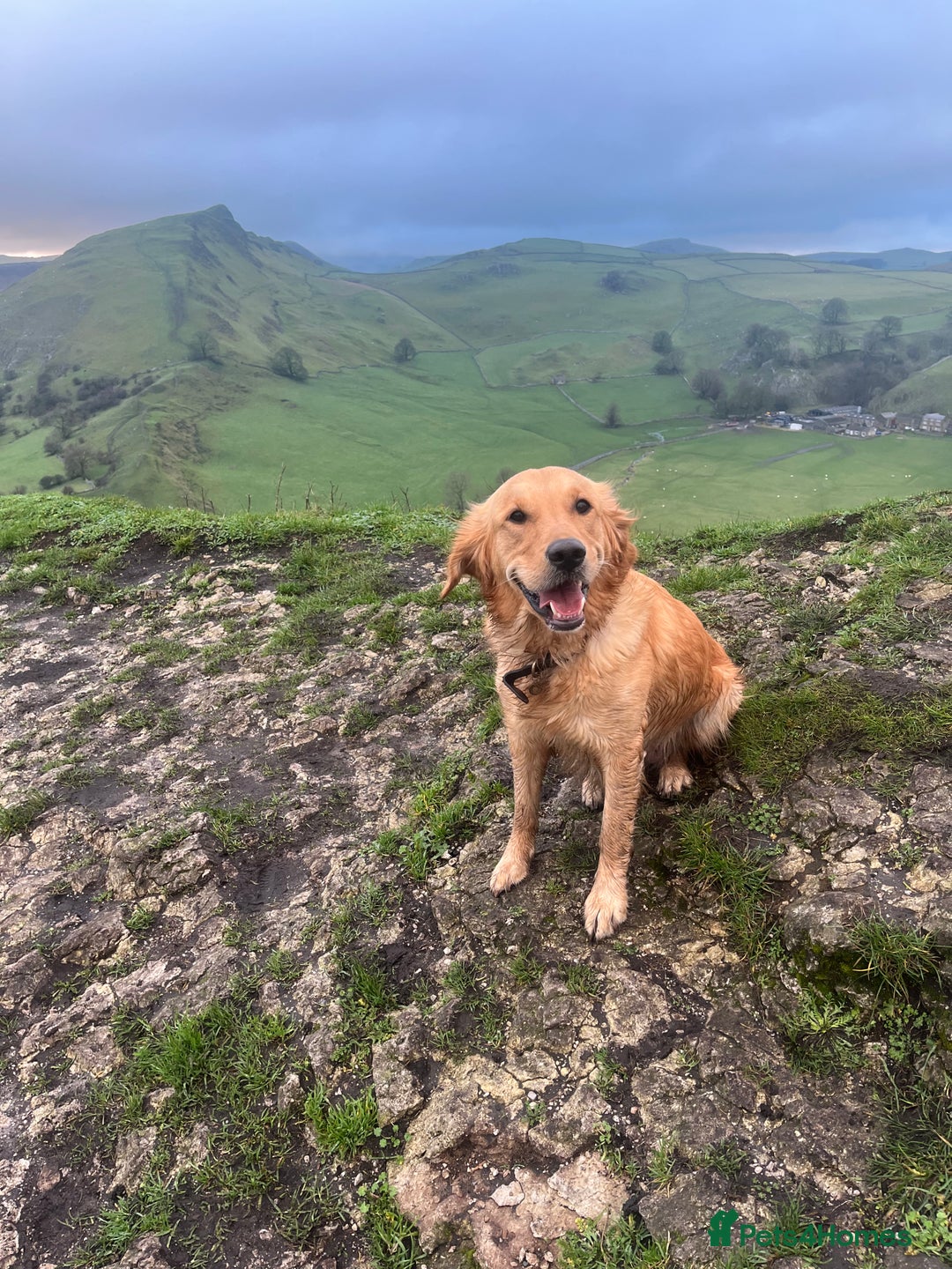 Goldador dogs for sale: 2 Golden Labrador male Pups  - Advert 2