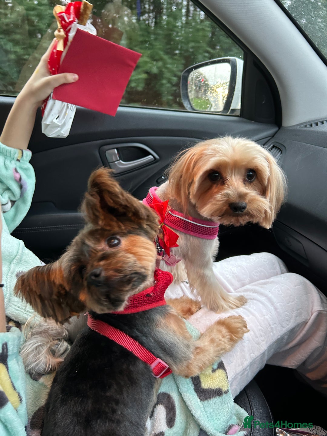 Yorkshire Terrier dogs for sale: Female Yorkshire terrier  - Image 6
