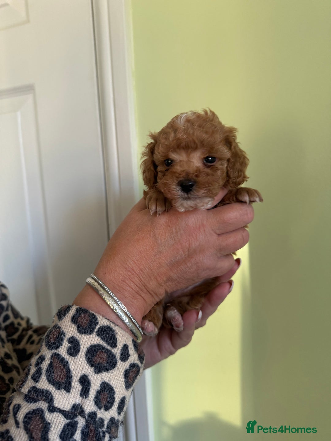 Toy Poodle dogs for sale:  2 Beautiful Tiny Toy poodle Boys available  - Advert 4