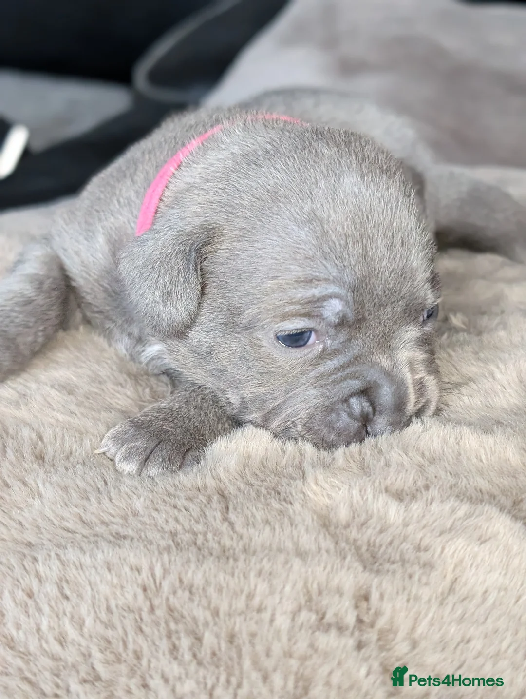 Staffordshire Bull Terrier dogs for sale: **CHAMPION VALGLO BLOODLINE STAFFORD LITTER** - Advert 7