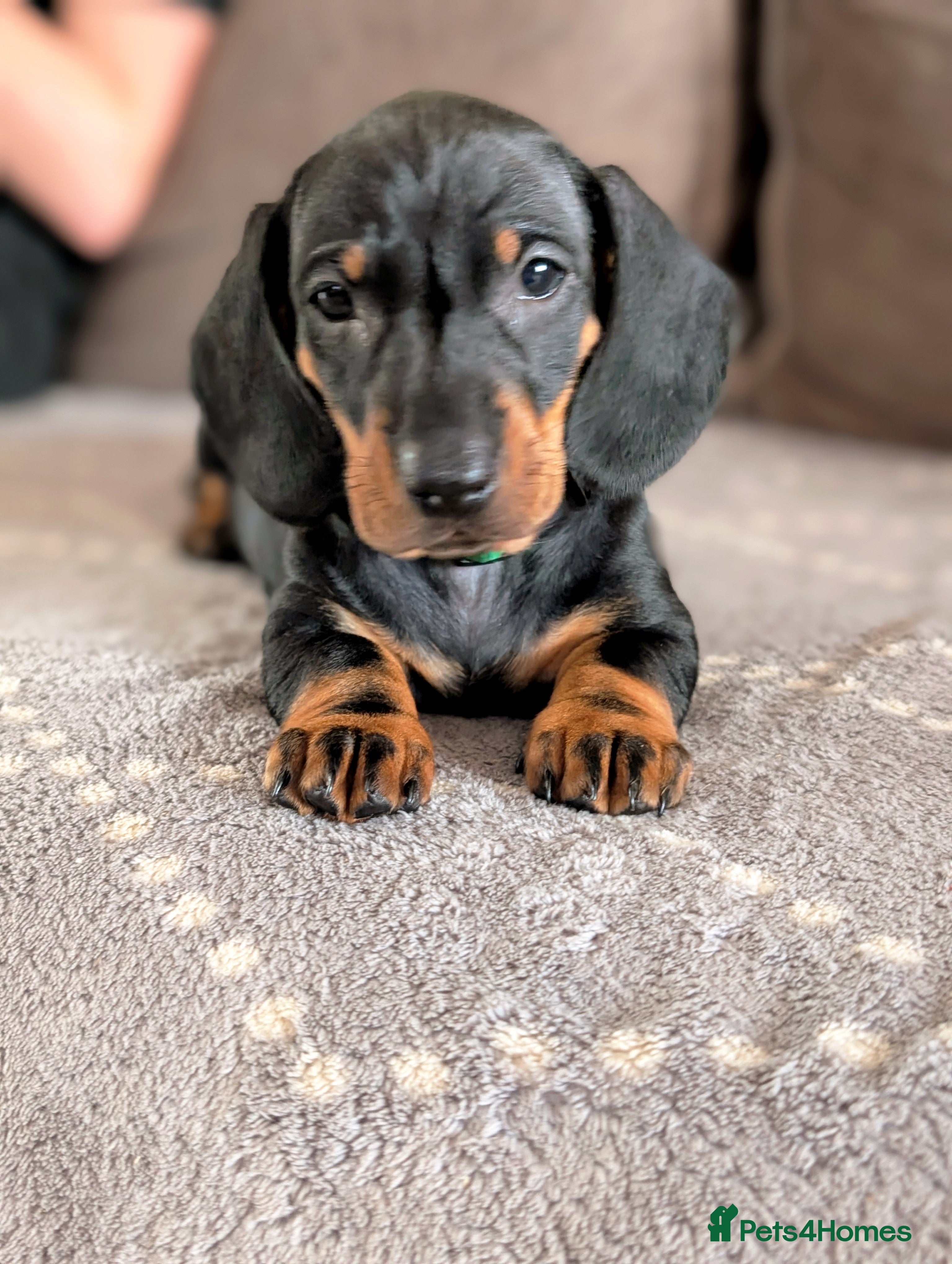 Dachshund dogs Quality Dachshund Standard Smooth Hair  - Advert 5