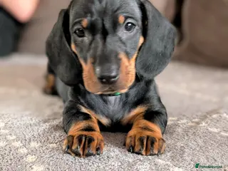 Dachshund dogs Quality Dachshund Standard Smooth Hair - Advert 5