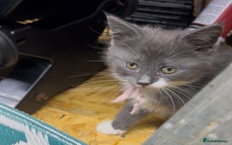 Maine Coon cats for sale: Mainecoon  - Image 5