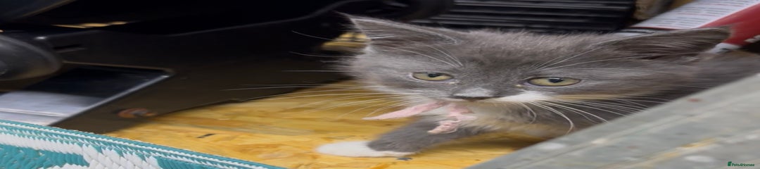 Maine Coon Kitten 6