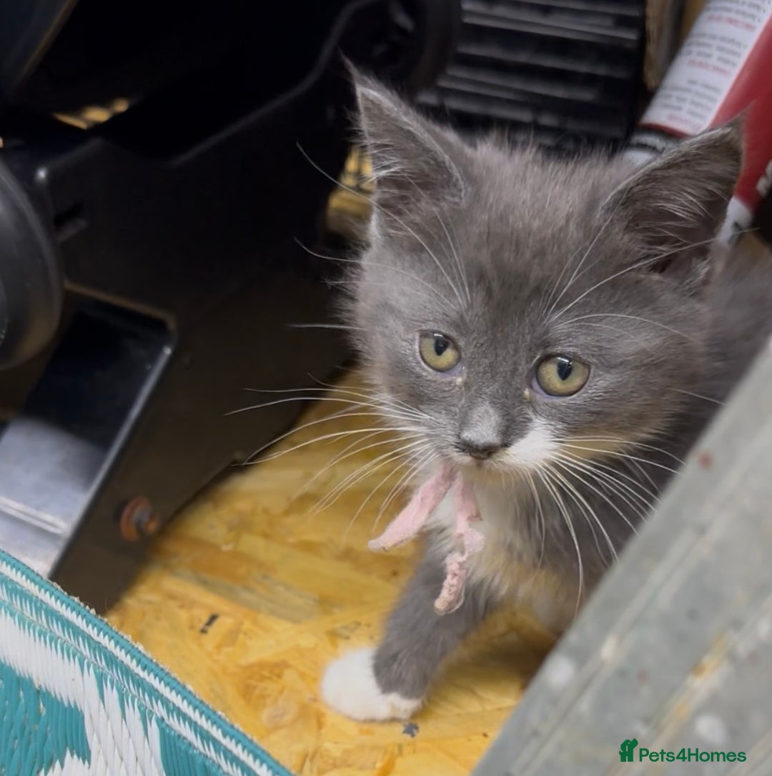 Maine Coon cats for sale: Mainecoon  - Image 5
