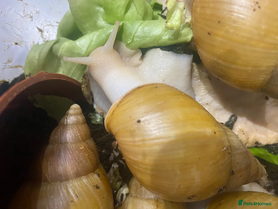 Snails invertebrates for sale: 17 Giant African Land Snails Free to a good home.  in Hartlepool - Advert 2