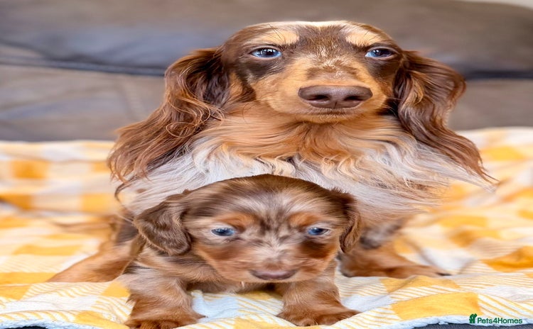 Miniature Dachshund dogs Long haired dachshund puppie - Advert 8