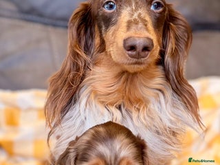 Miniature Dachshund dogs Long haired dachshund puppie - Advert 17
