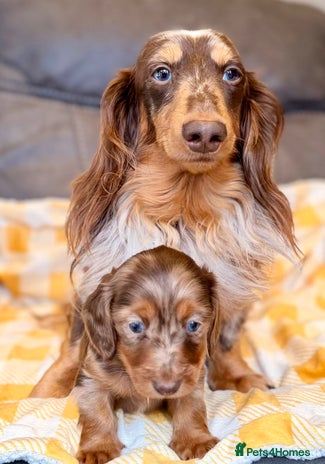 Miniature Dachshund dogs Long haired dachshund puppie - Advert 8