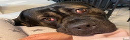 Cane Corso dogs for sale: Cane Corso boy - Advert 2