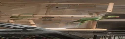 Parakeets birds for sale: Bonded pair of alexandrine  - Advert 6