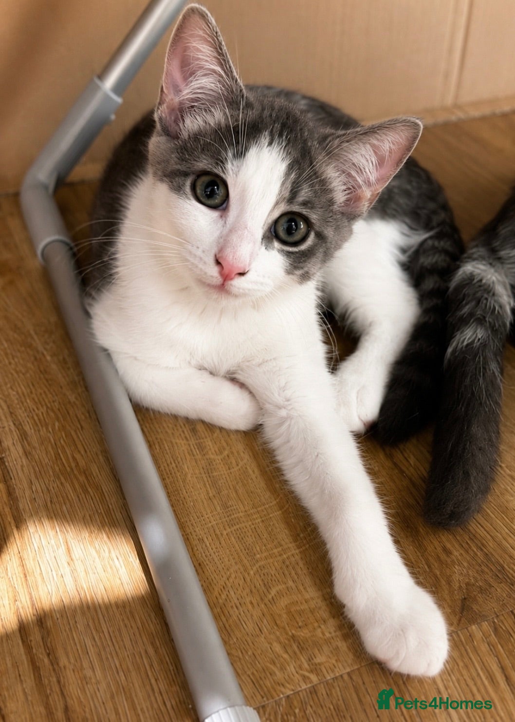 British Shorthair cats Female British Shorthair mix Kitten - Advert 4