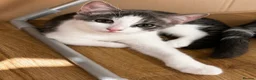 British Shorthair cats for sale: Female British Shorthair mix Kitten in London - Advert 1